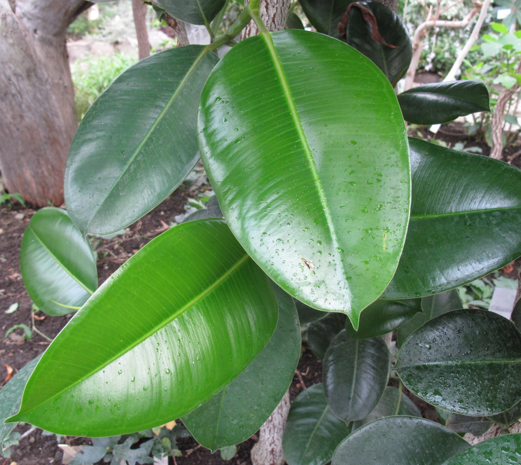 Коллекции растений ЦСБС СО РАН - Ficus elastica Roxb. ex Hornem ...